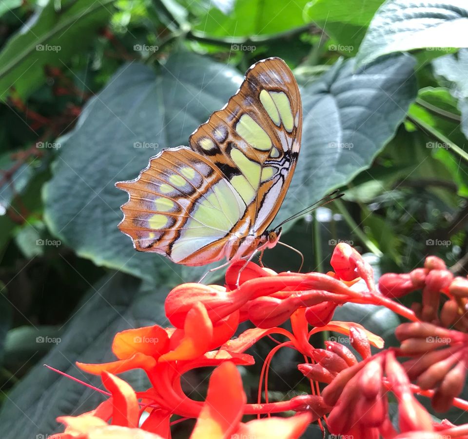Beautiful butterfly almost noble
