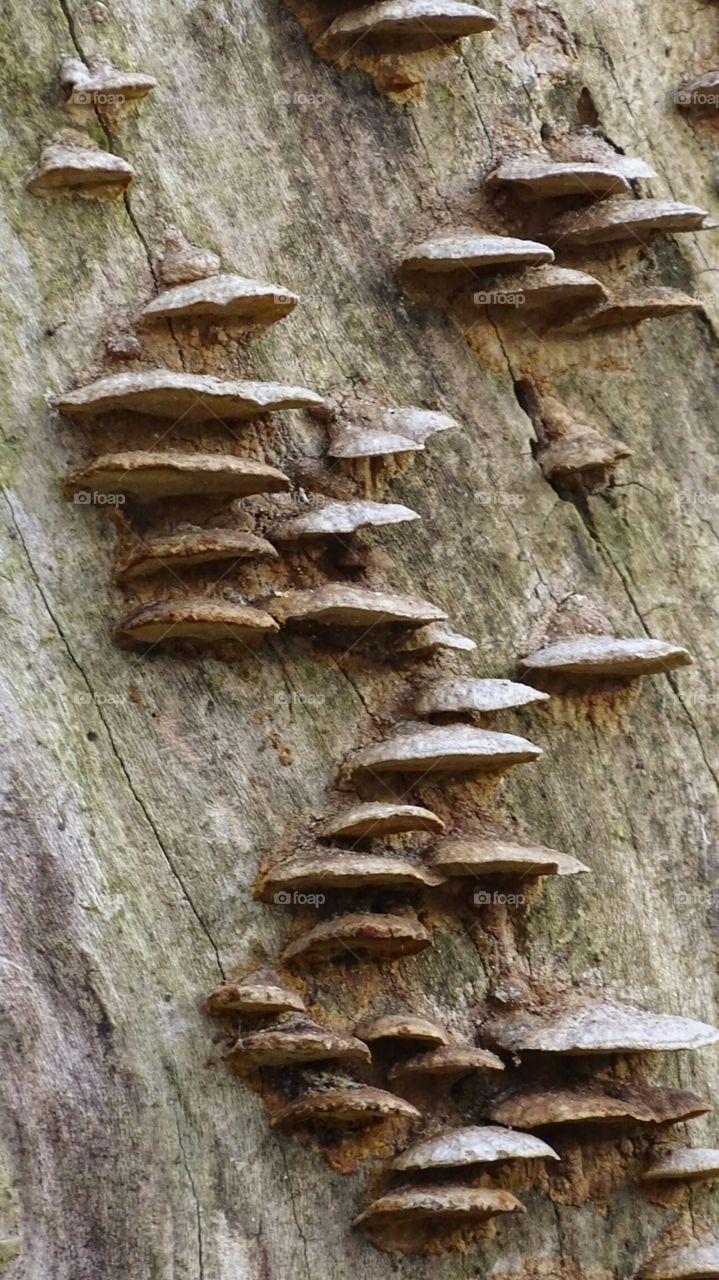 Fungus
