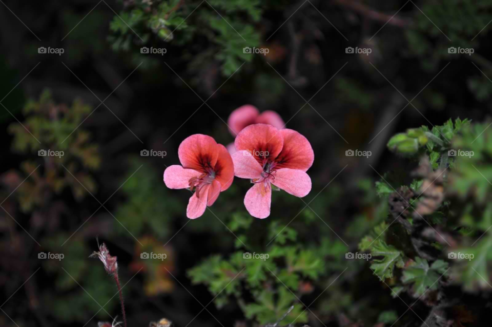 nature pink flower plant by micheled312