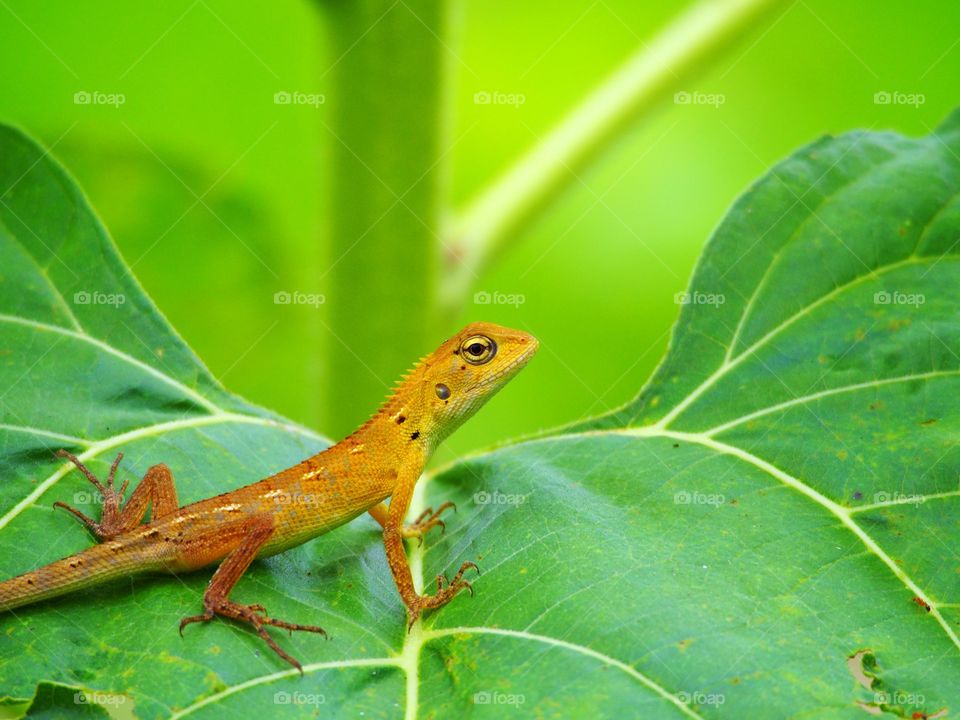 Tree lizard on  green leaves