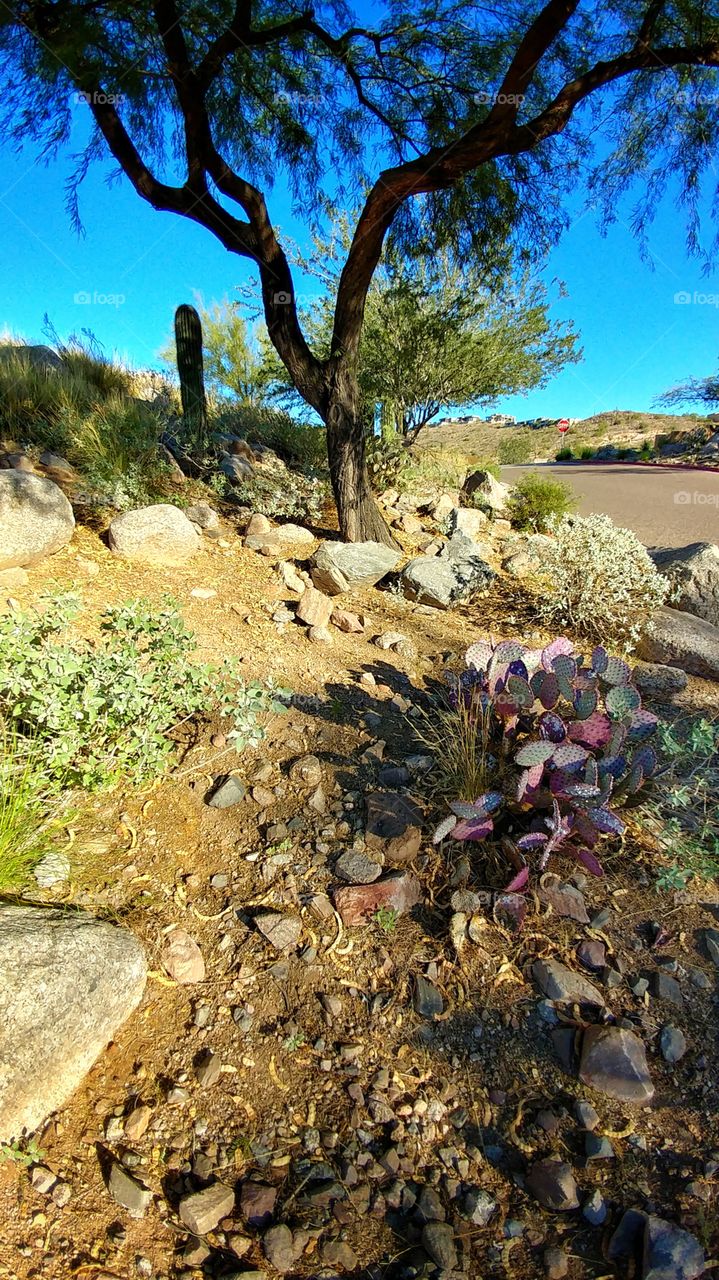 Spectacular blue sky fall day combines with the beauty of Arizona's desert.