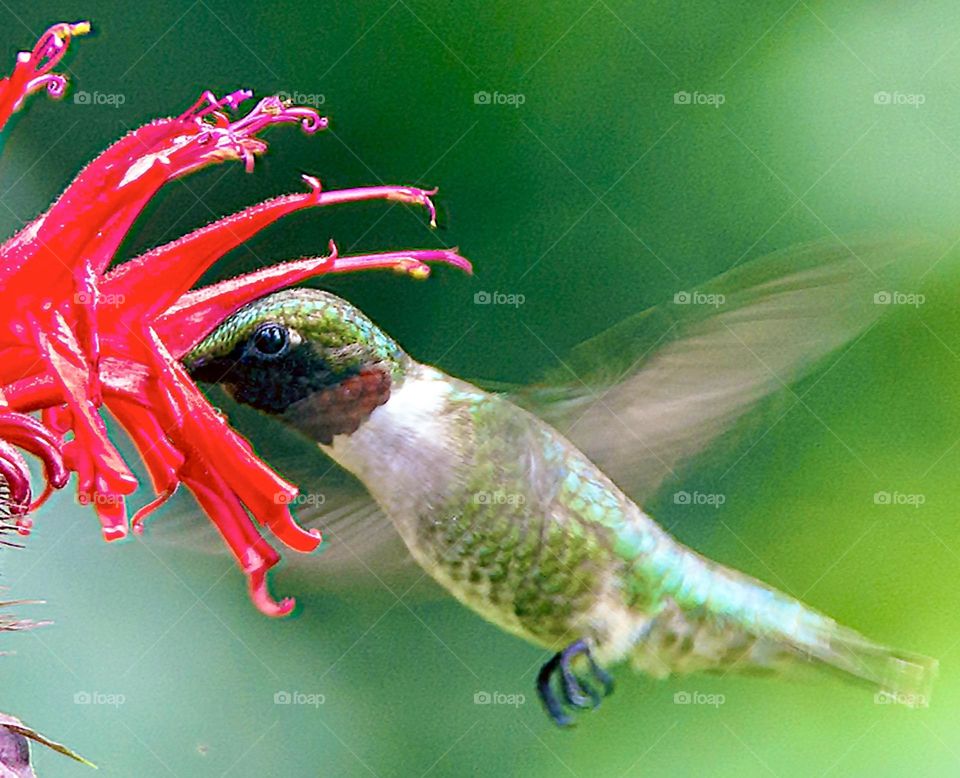 Hummingbird eating nectar