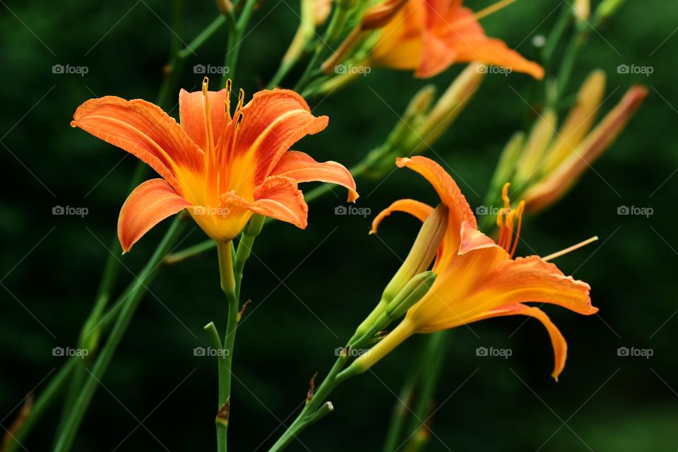 Orange flowers
