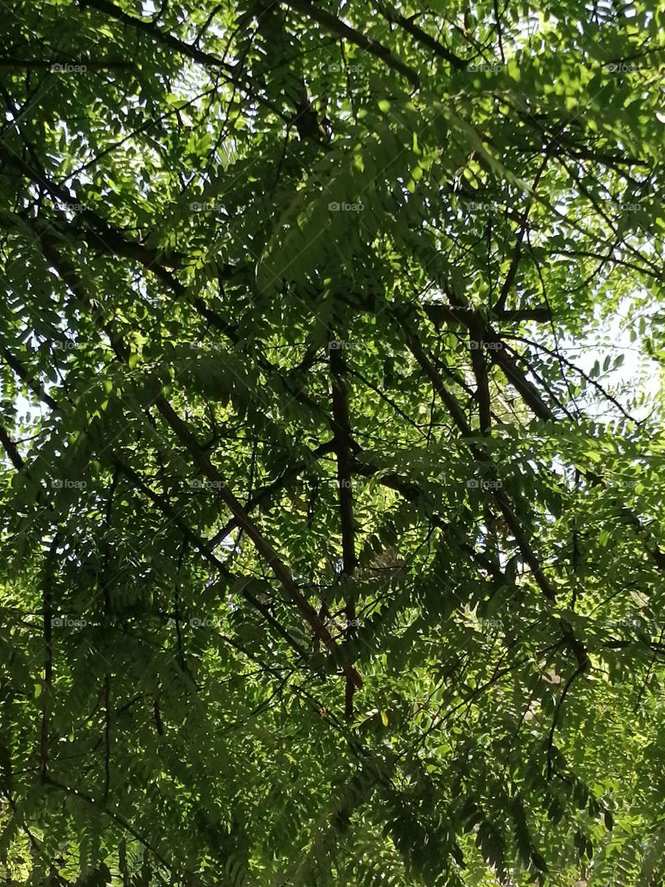 Tree branches so beautifully and symmetrically intertwined