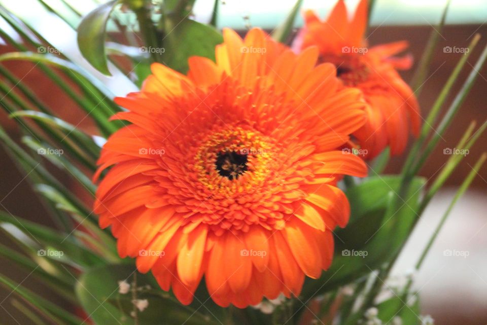 Orange flower