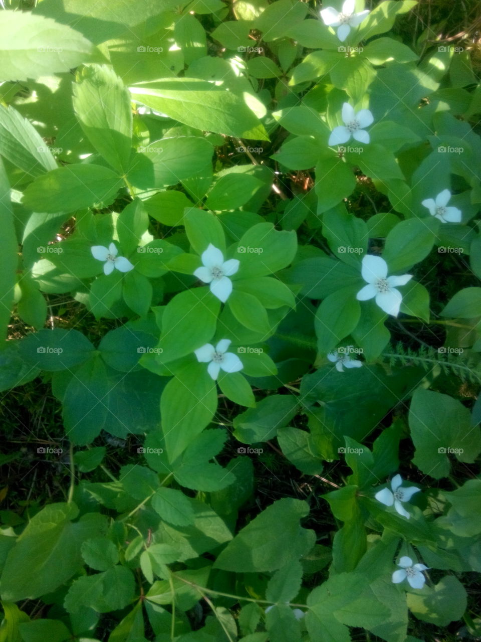 Leaf, Nature, Flora, No Person, Flower