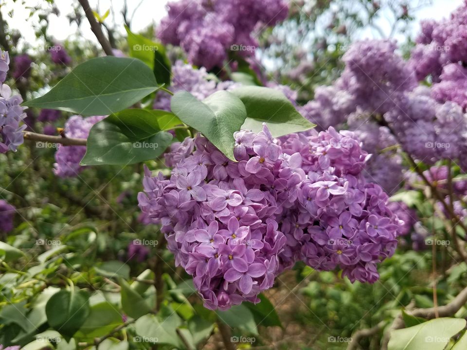 lilac flowers