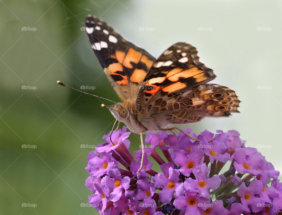 Butterfly on a flower.