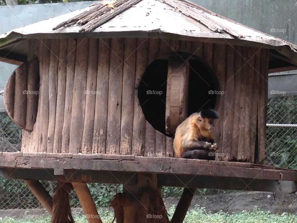 Monky. Visiting the São Paulo's Zoo Safari