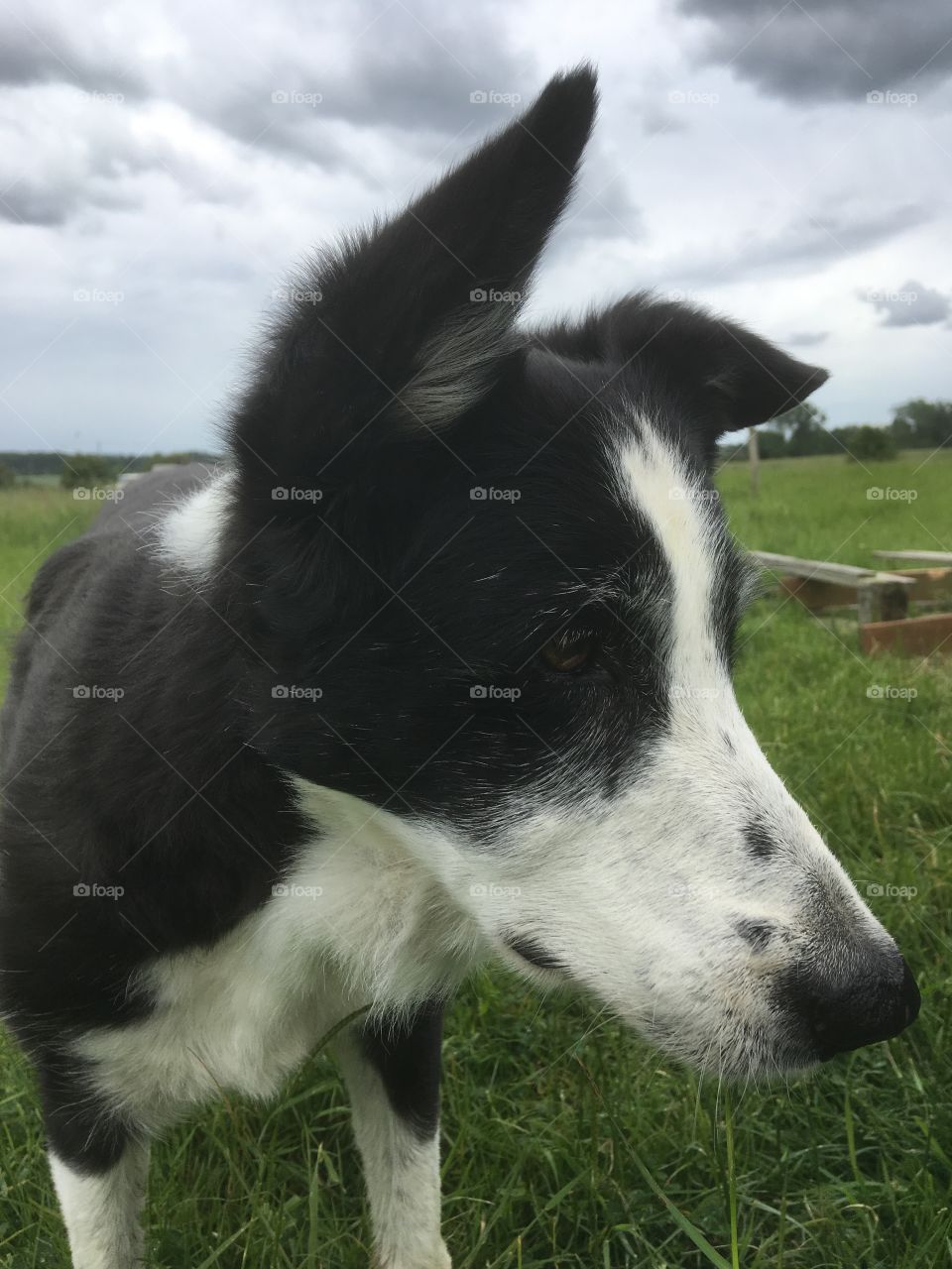 Collie with grass in mouth 