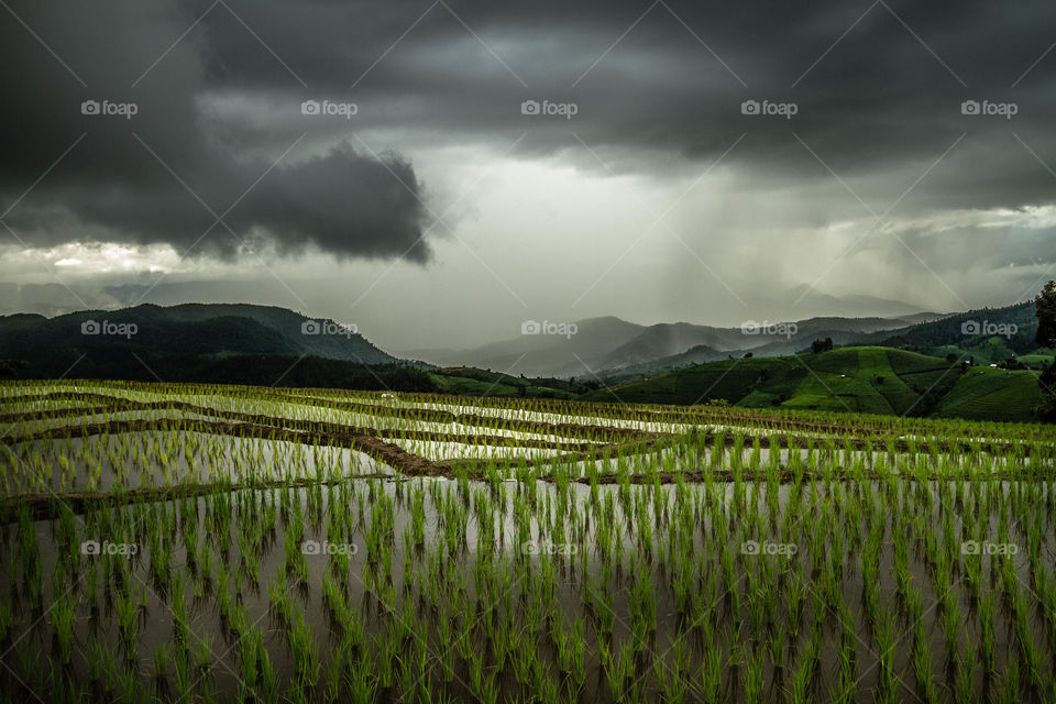 Breathing in the beautiful rice terraces of Thailand