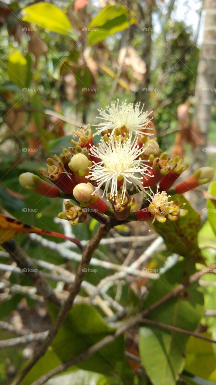 Beautiful Flowers