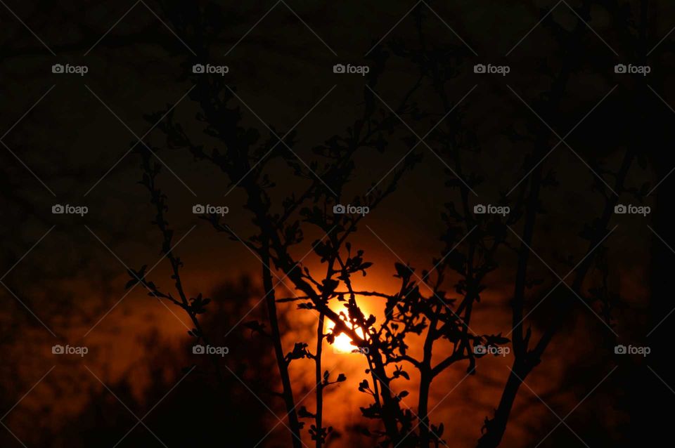 Gorgeous sunset behind trees