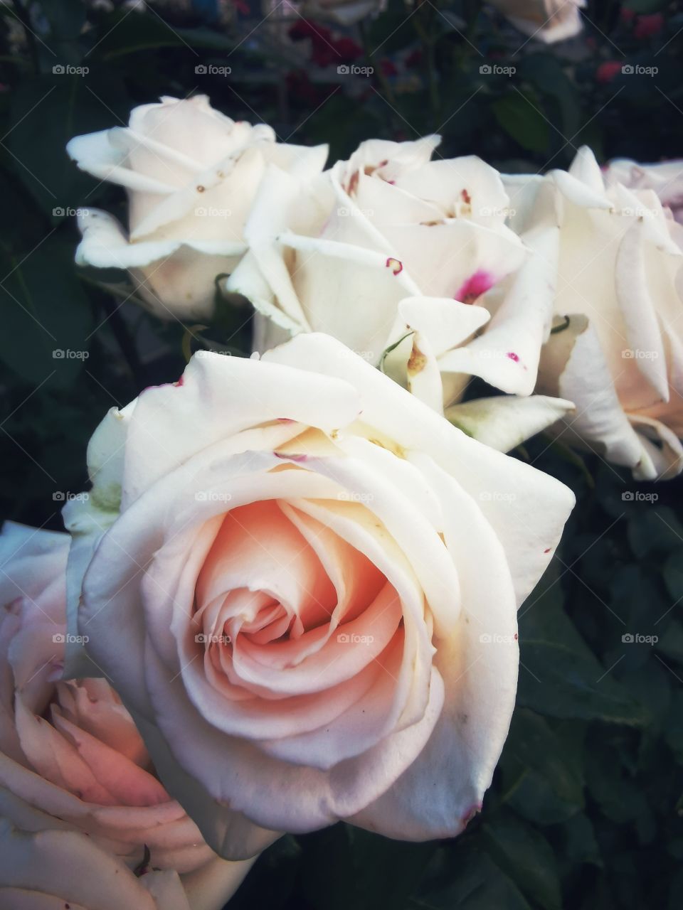 Flowers wild nature greens outdoor plant beauty wild street day sun cream