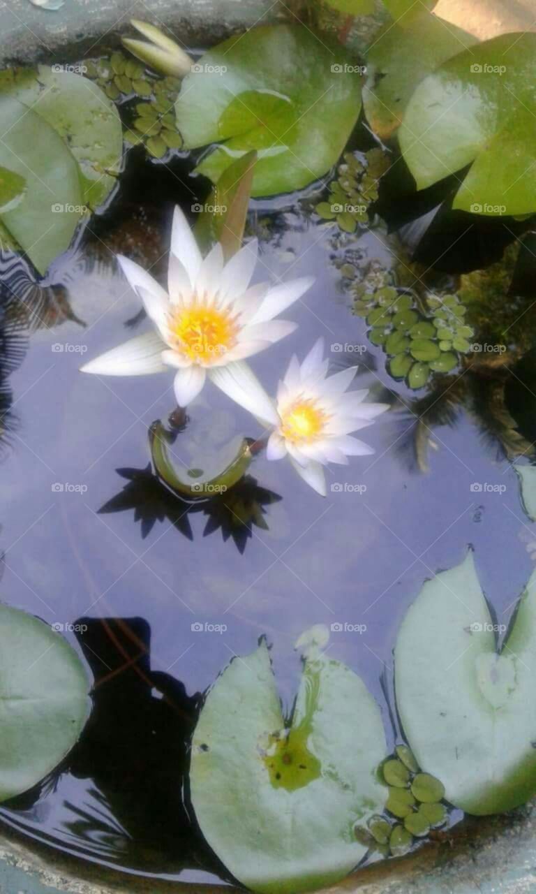 white Lotus