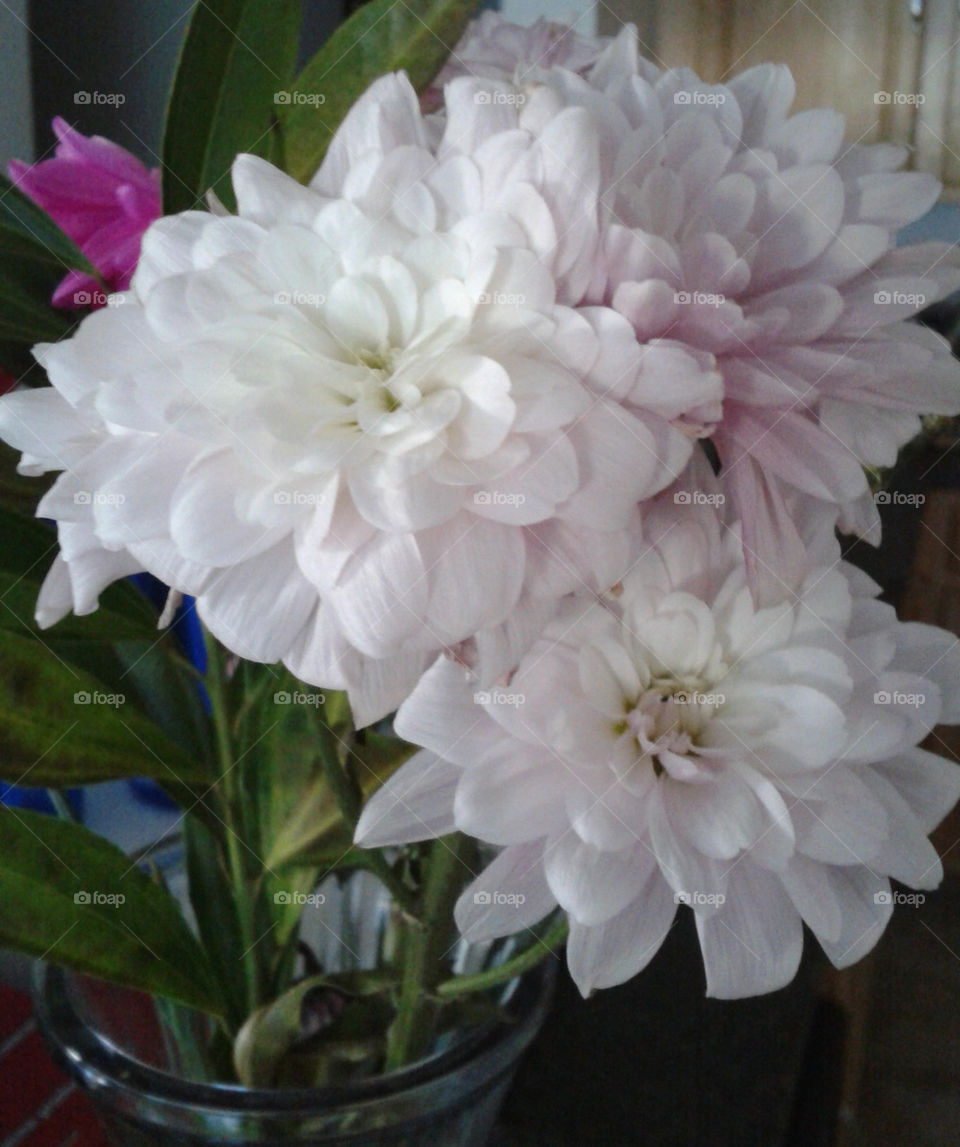 White Dahlias