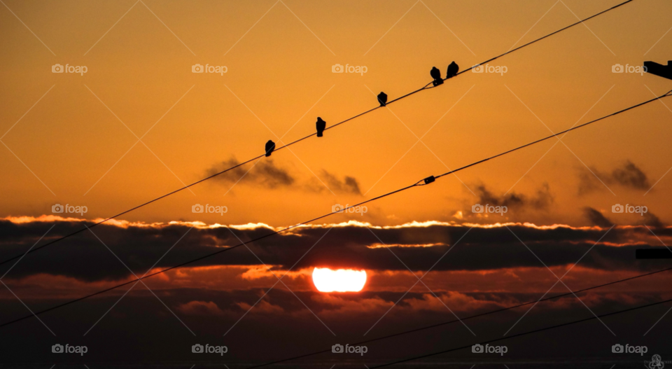ocean sunset birds sea by dylan.stricker.3