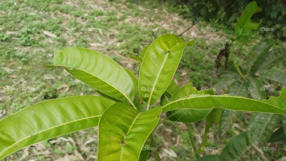 New Yellow leaves of Mango tree in spring time.