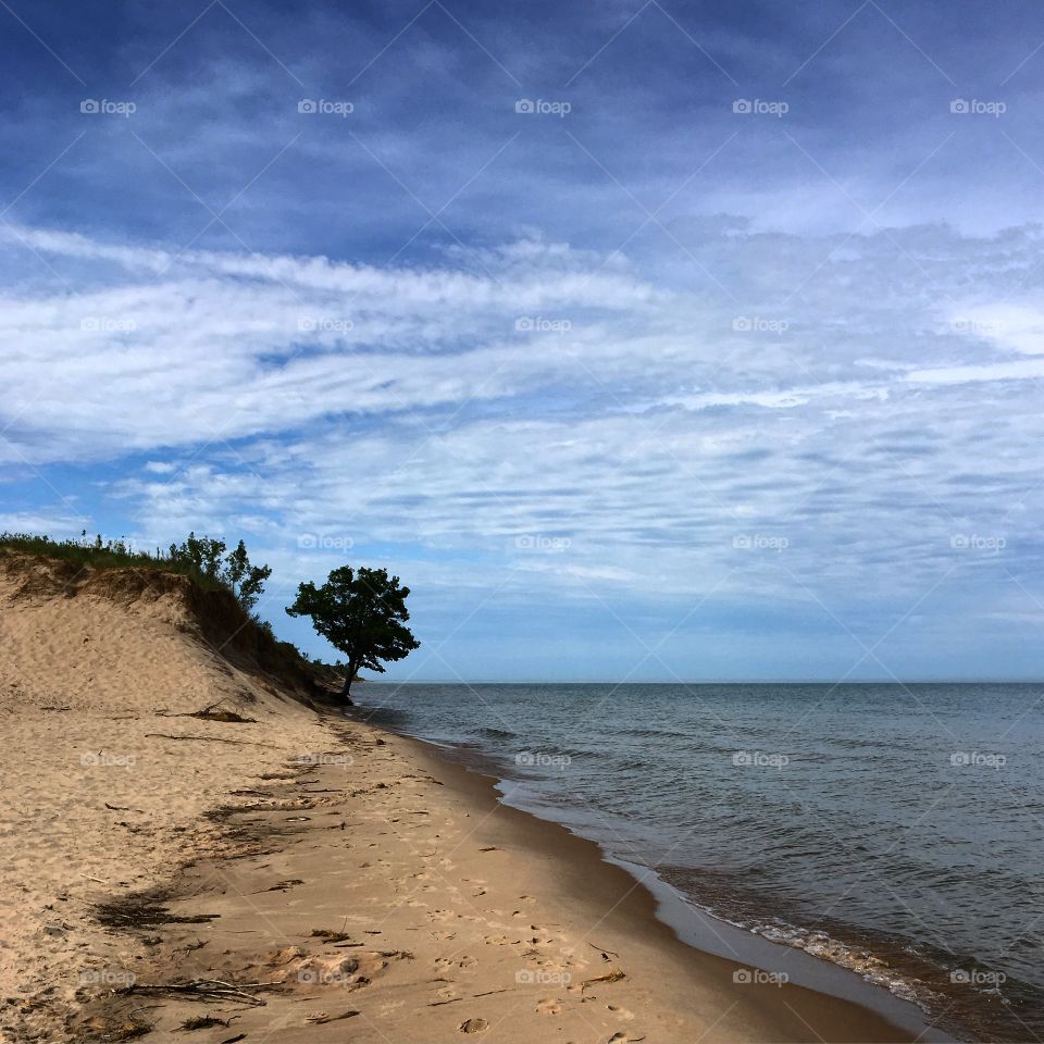 Tree on the beach. 