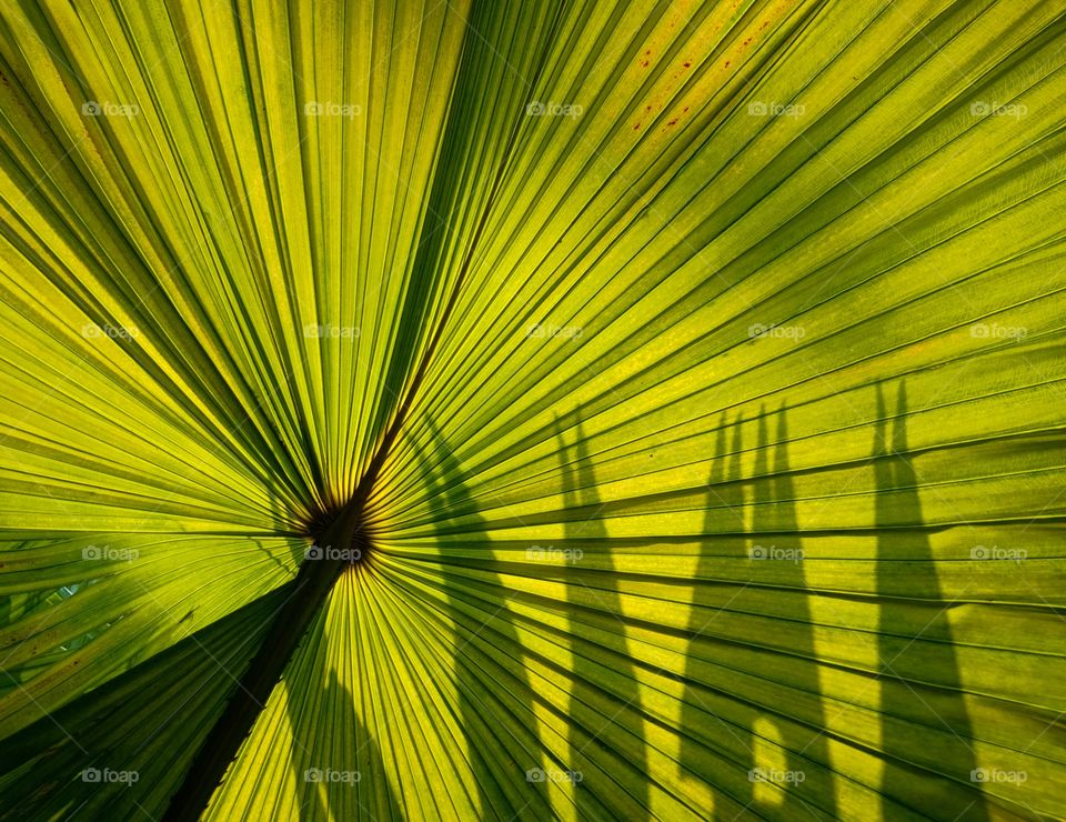 Full frame shot under a palm leaf on a summer day