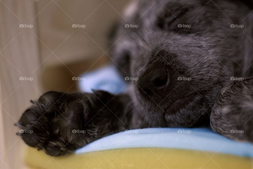 Close up of a puppy sleeping in his bed