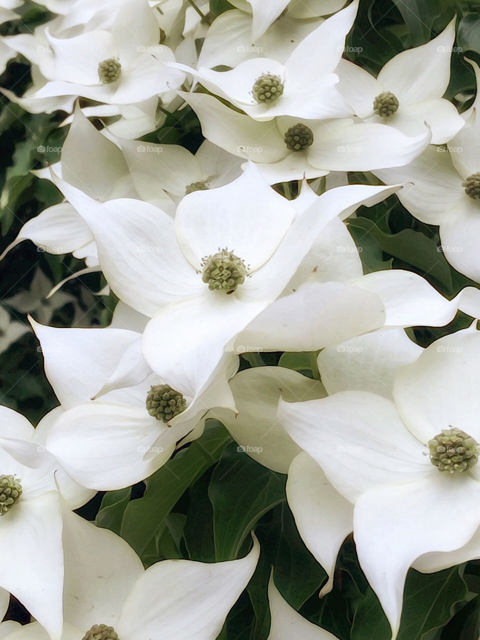 Dogwood Flowers - Central Park, New York City. Instagram,@PennyPeronto
