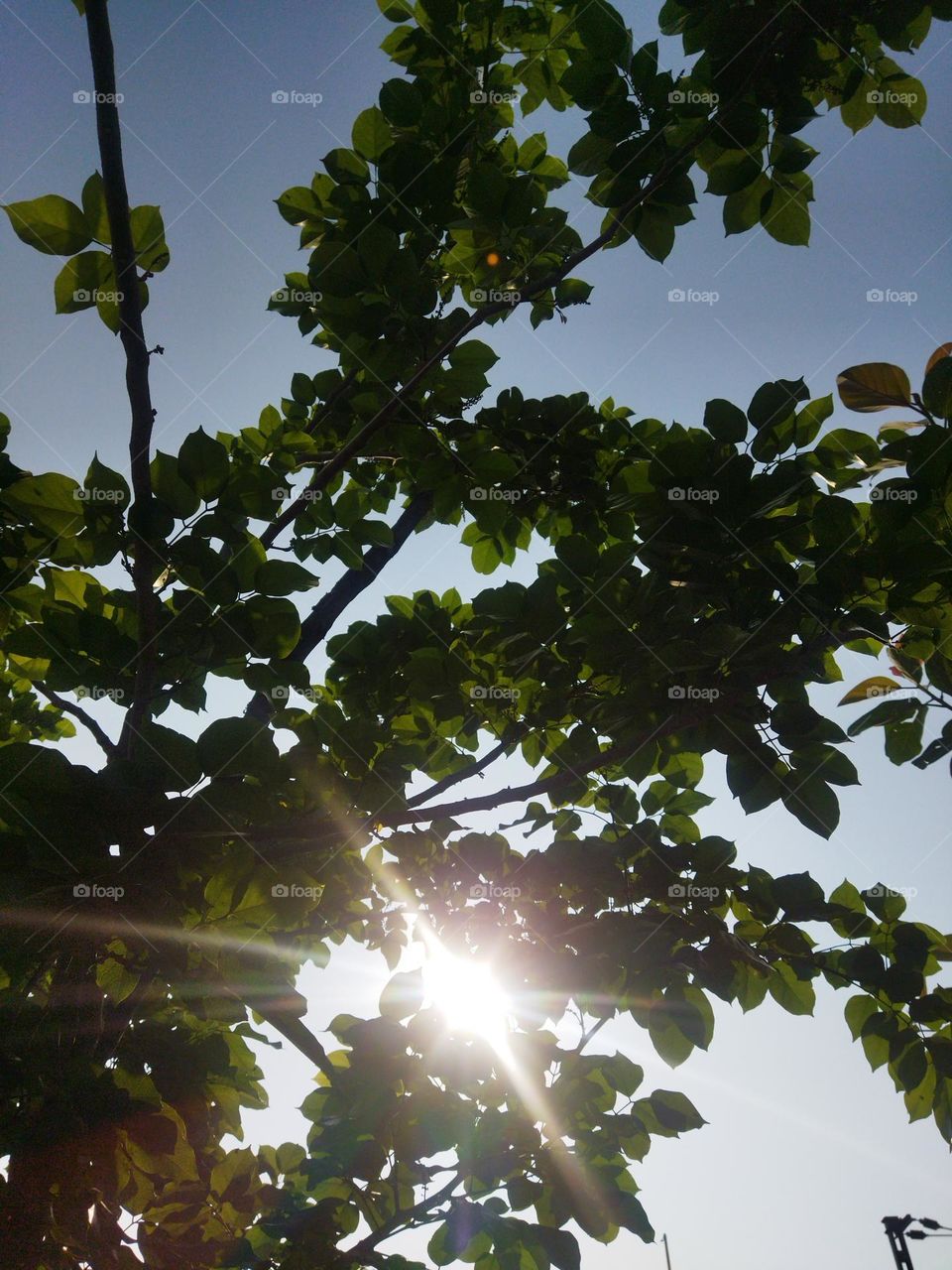 early morning vibes in summer