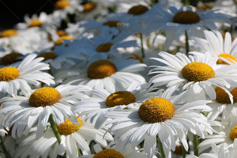 Daisies 