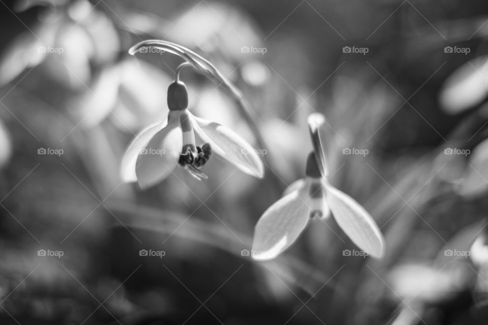 Snowdrop and the bee