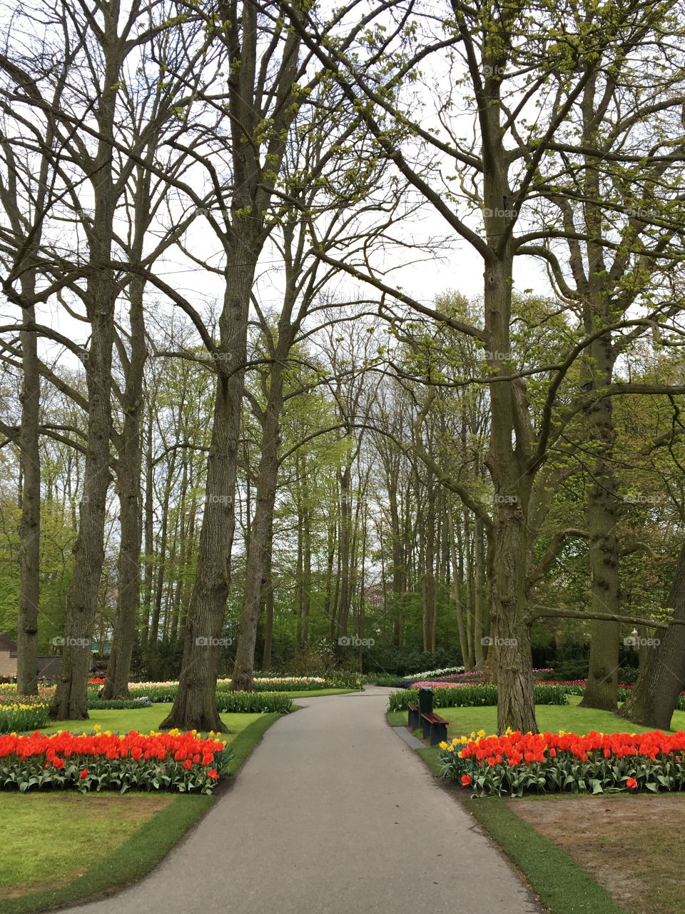 Tulip garden Amsterdam 