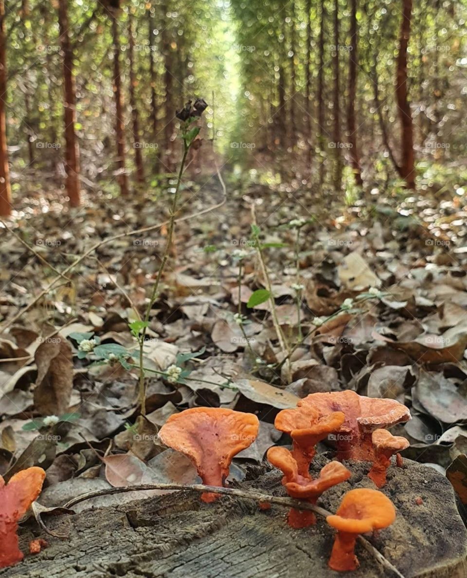 Cogumelos selvagens 