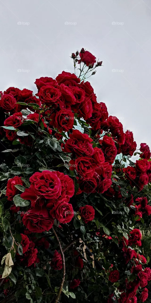 rose