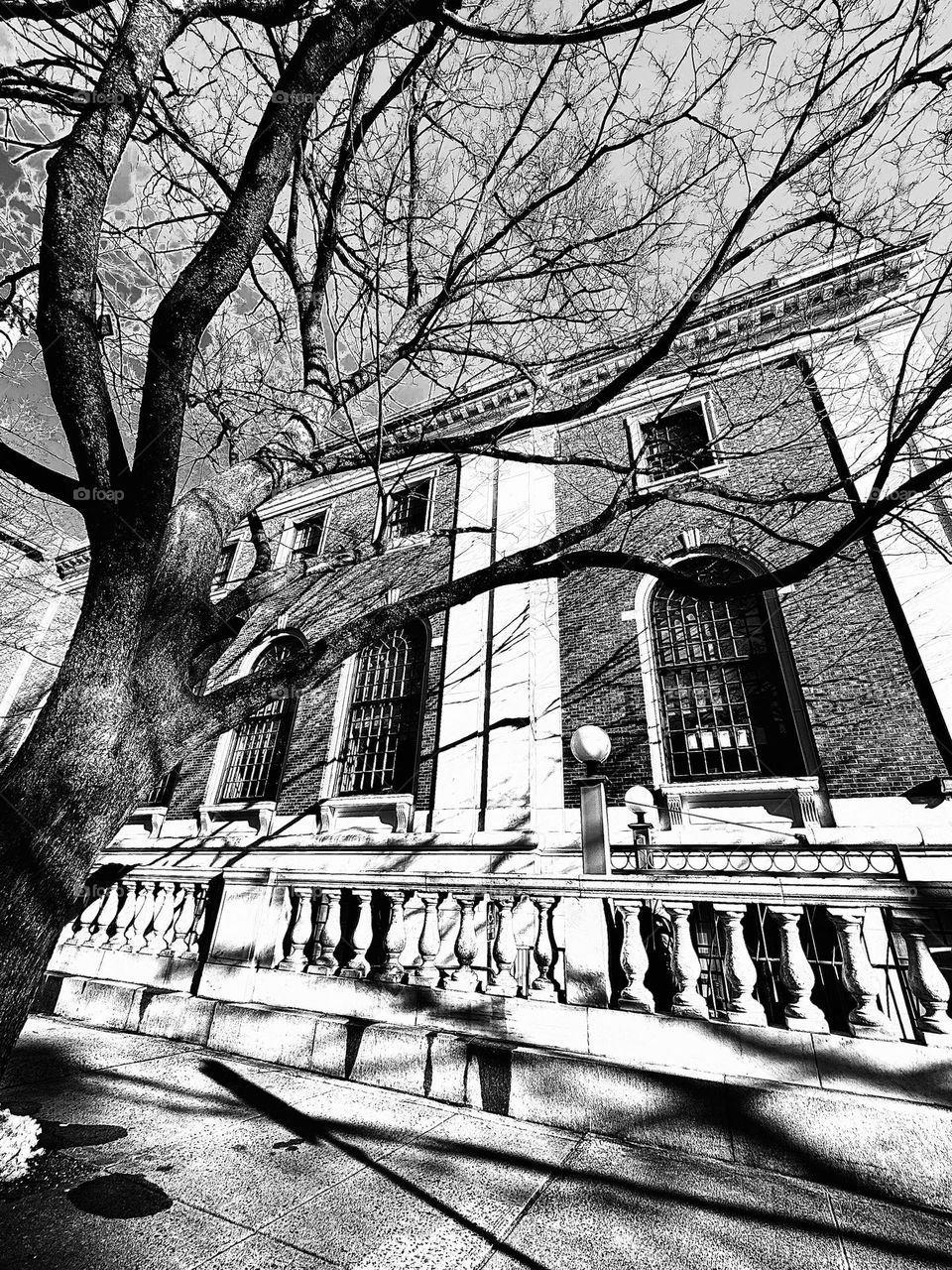 Black and white photo of barren tree casting shadows on architecture 