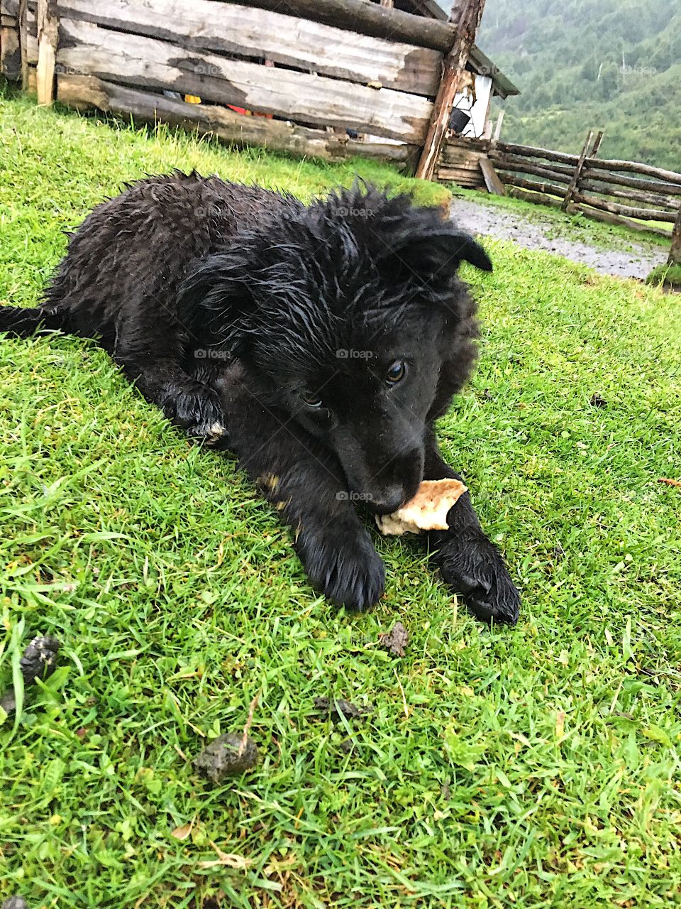stray Argentinian puppy chewing bone in the rain
