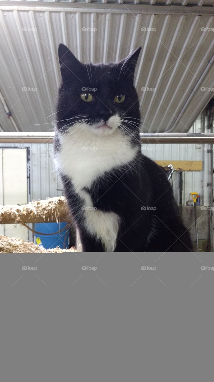 Cat, Animal, Pet, Cute, Mammal