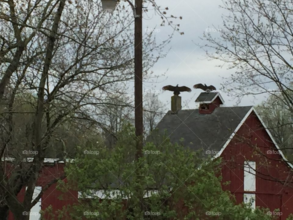 Old barn with vultures