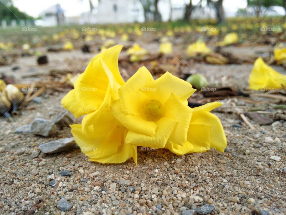 flowers. yellow flowers