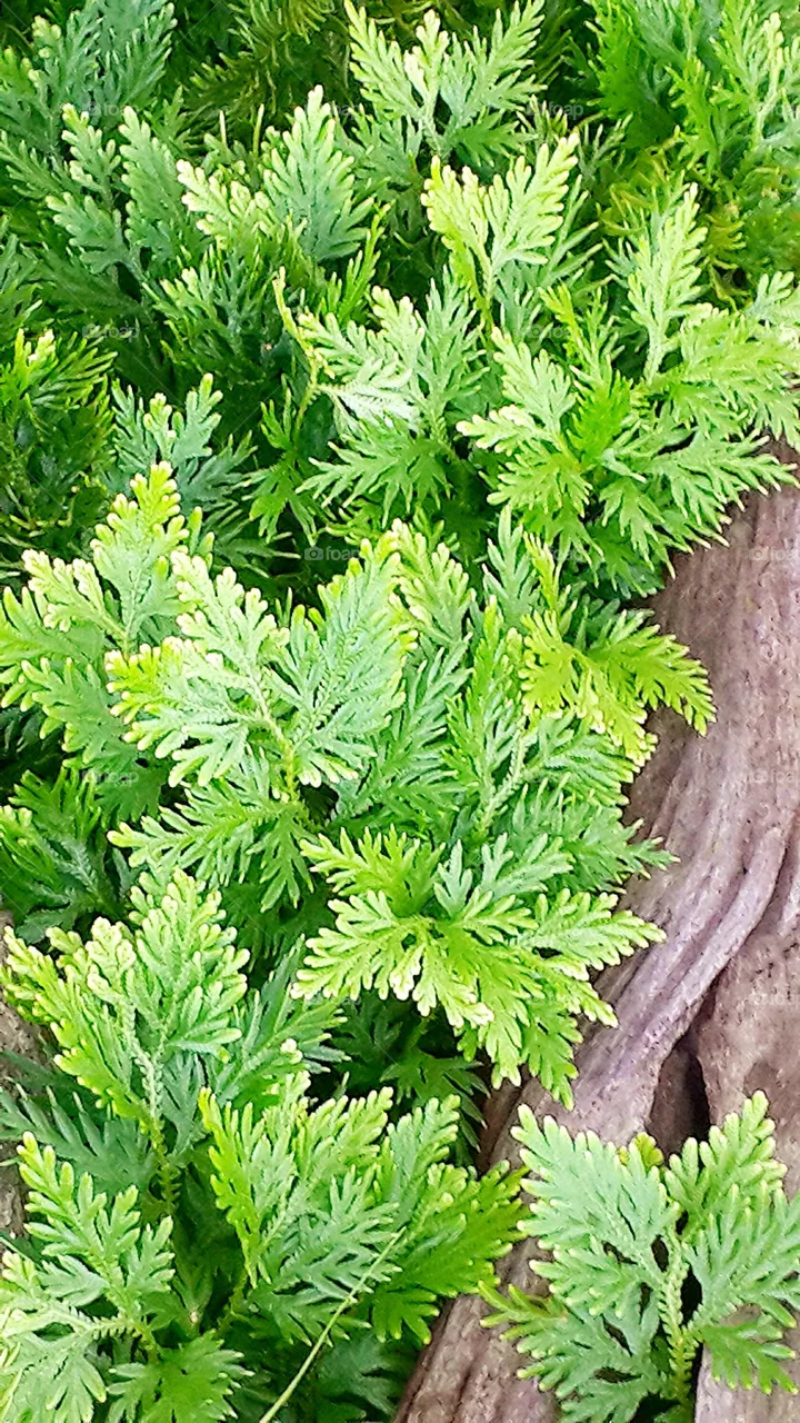 trees