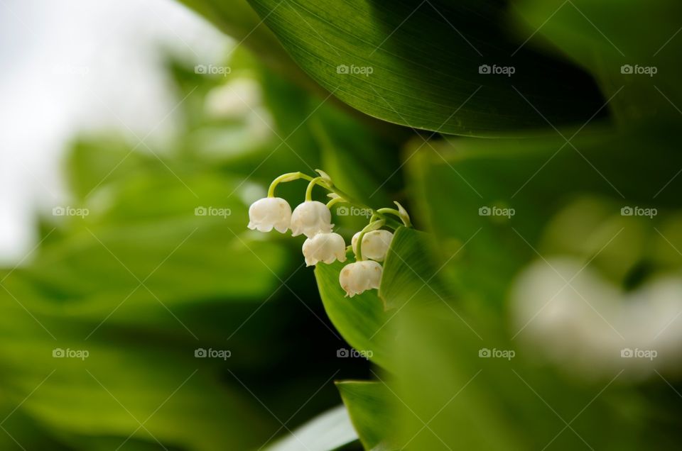 Lily of the valley