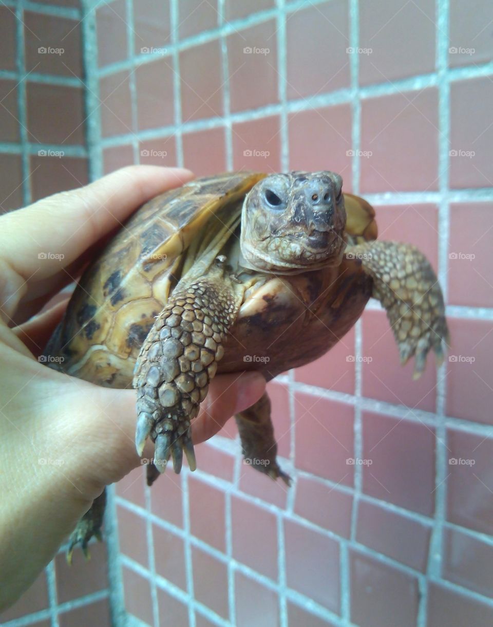 turtle pet in hand