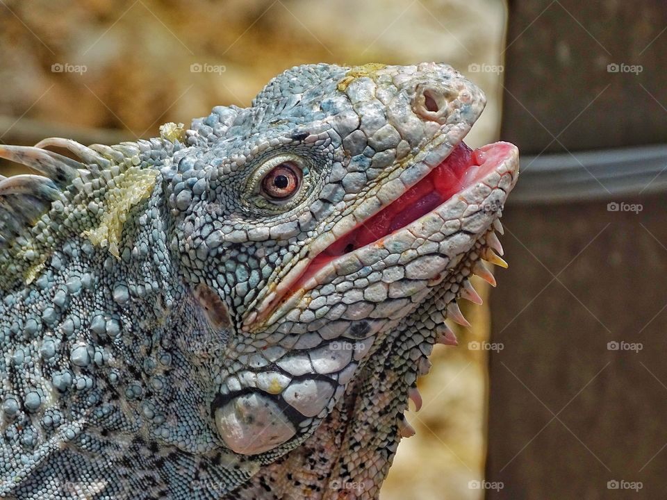 Iguana