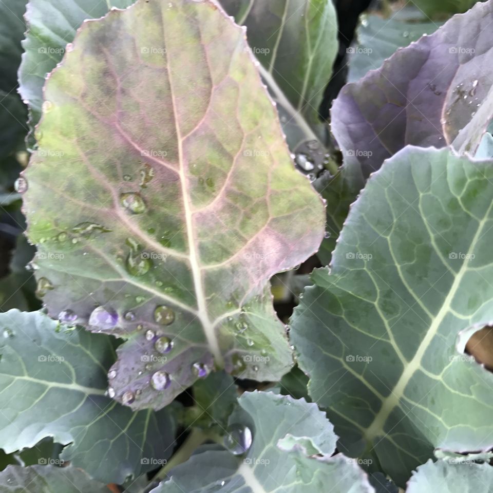 Droplets on Leaves