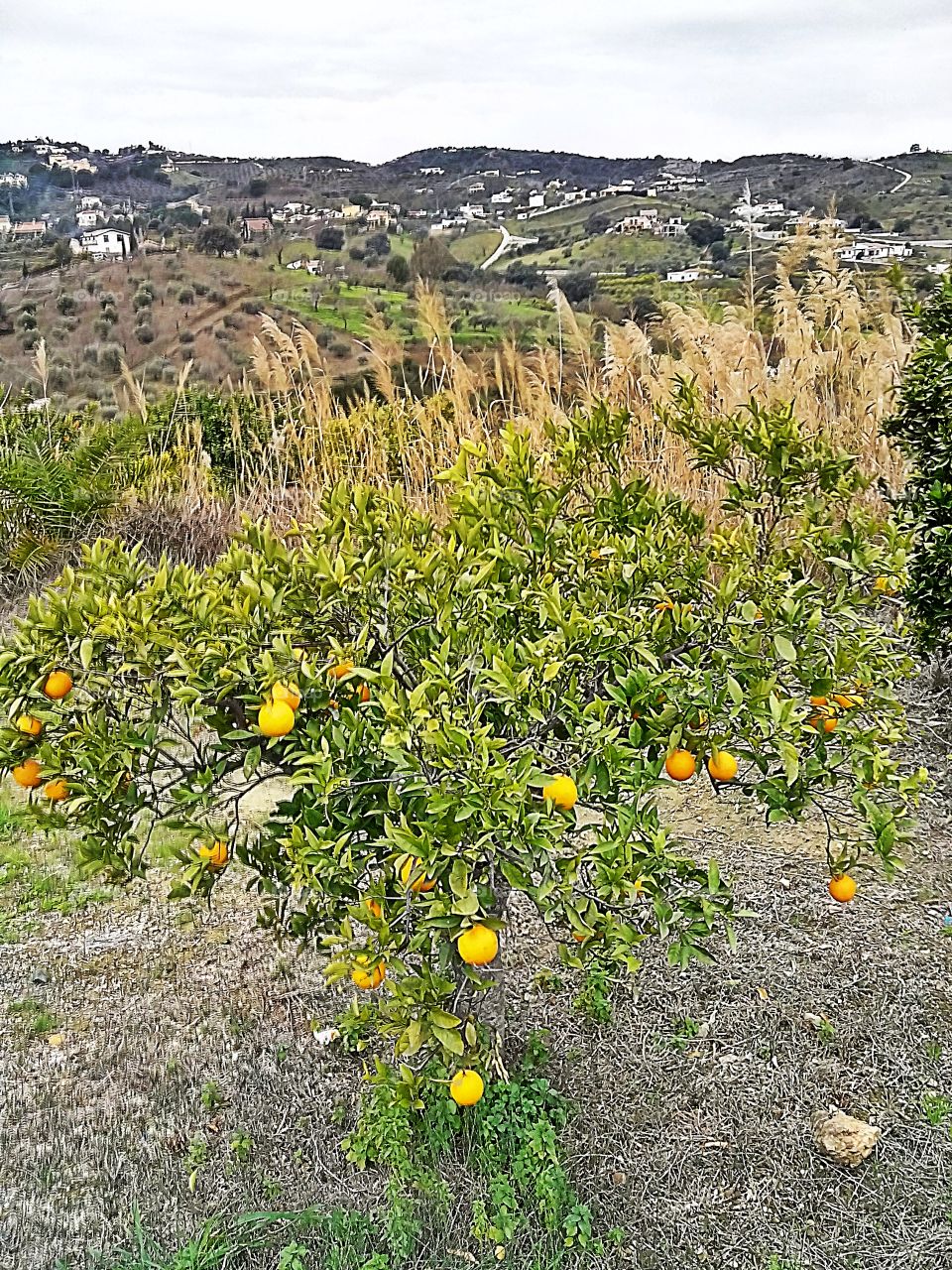 Images of Andalucia