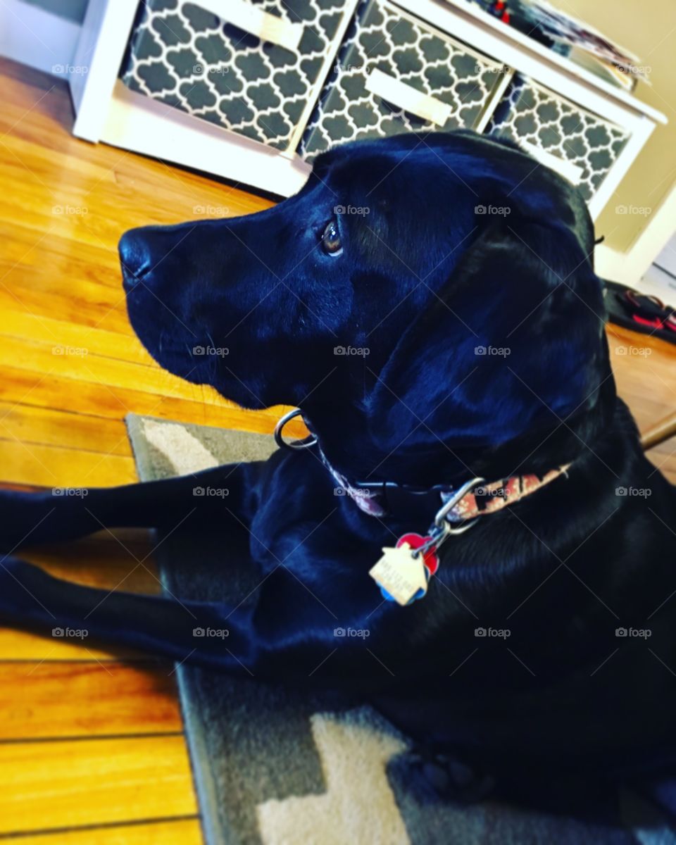 Black lab relaxes after a day of play 