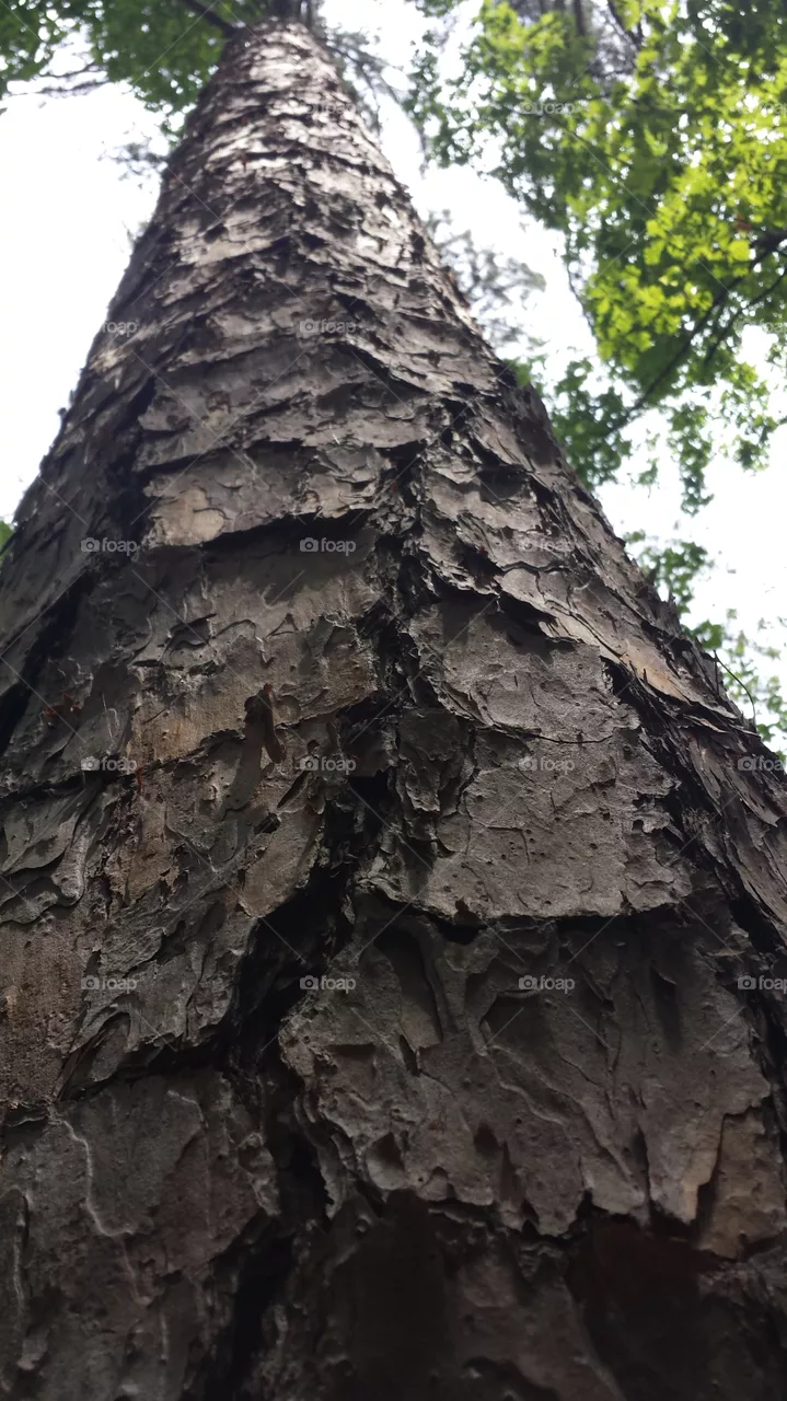 No Person, Tree, Wood, Bark, Outdoors