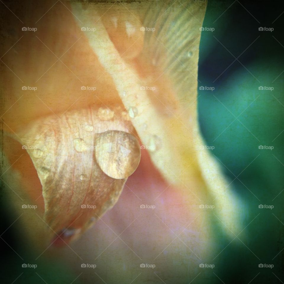 Nature, Underwater, Water, No Person, Fish