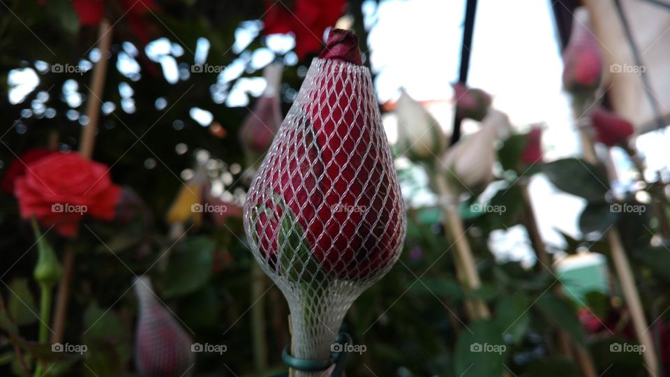 Veja que botão bonito de rosa vermelha.