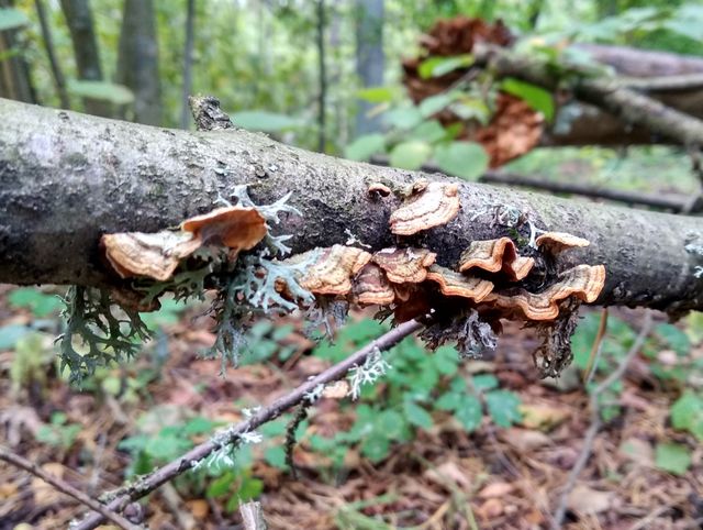 Mushrooms on the tree