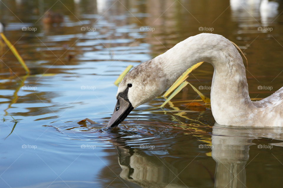Swan drinking water on lake