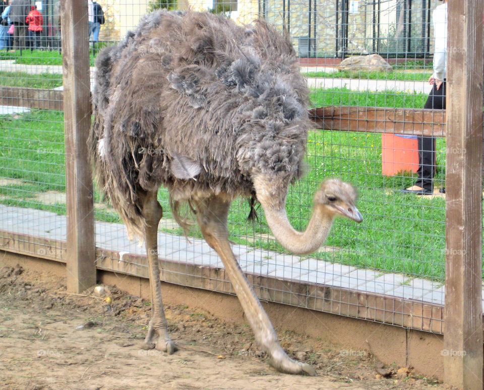 Ostrich 